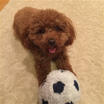 poodle-no-discoloration-around-eyes